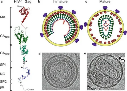 mRNA vaccine against HIV